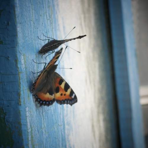 Photo #9344513
