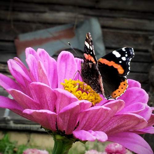 Photo #9344533