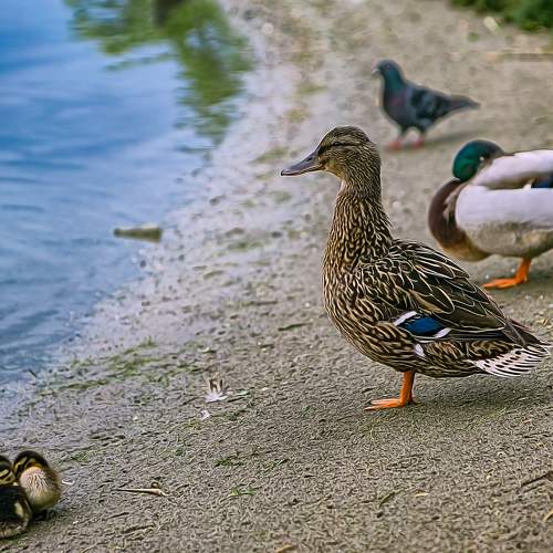 Photo #9345032