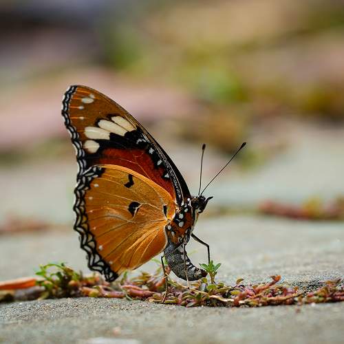 Photo #9347566