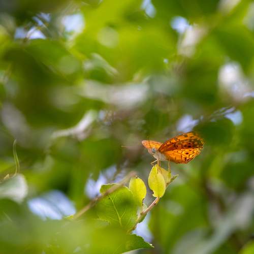 Butter fly