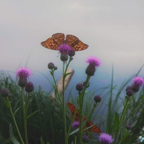 Photo #9352752