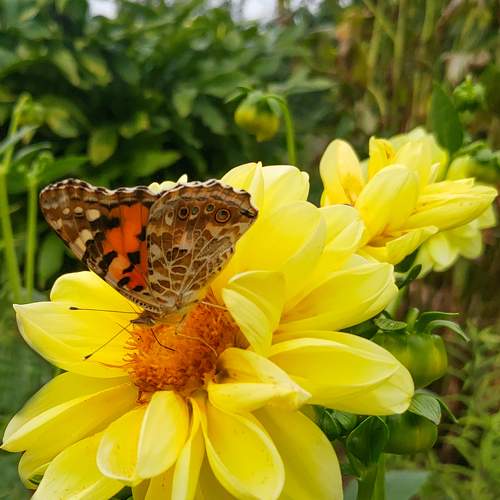 Photo #9353512
