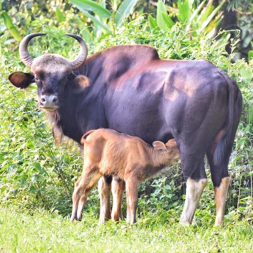 Mother's love