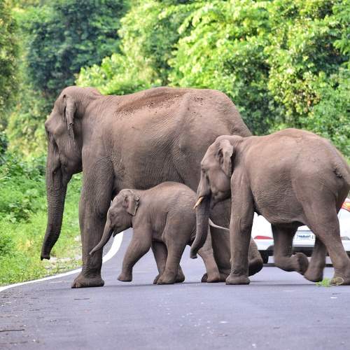 Crossing the road