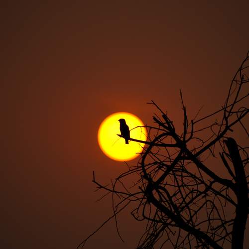 A BEAUTIFUL BIRD BEHIND THE SUN...