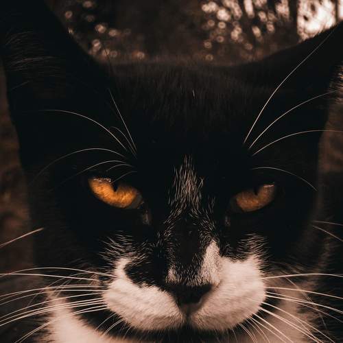 Photo #9357548