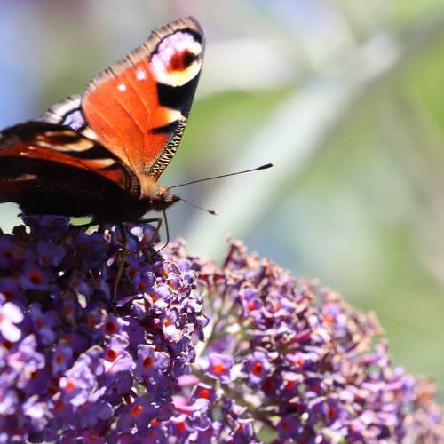 Photo #9358115
