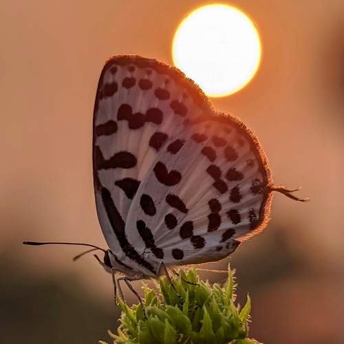 Photo #9359070
