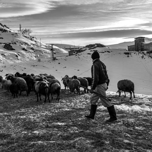 Shepherd and his flock