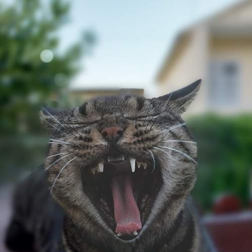 Photo #9359599