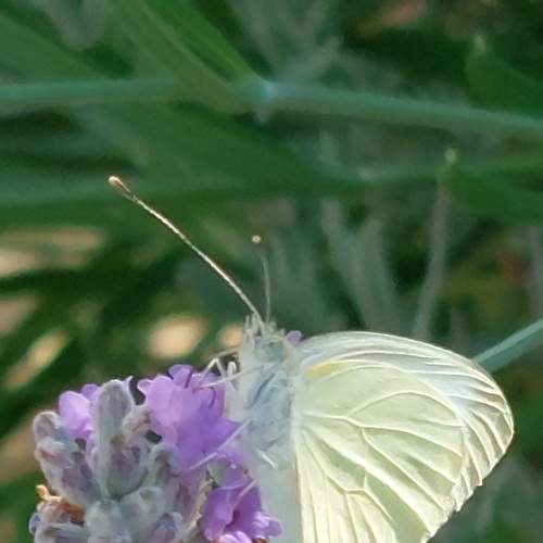 Photo #9359616
