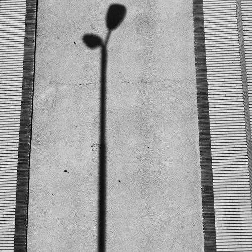 shadow