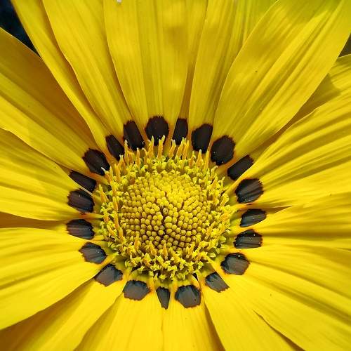 Yellow Yellow Beauty Fellow