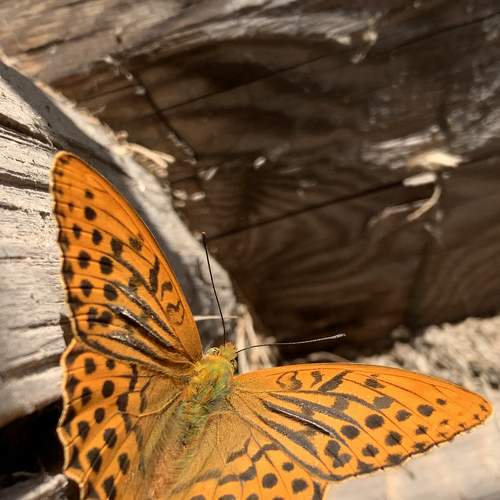 Photo #9363425