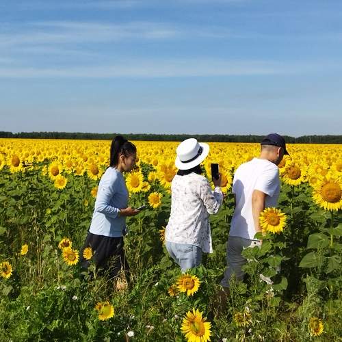 Сказочная подсолнечная поляна под чудесным  солнцем