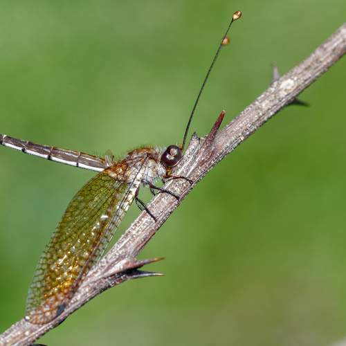 Photo #9367042