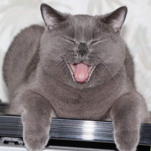 Photo #9367503