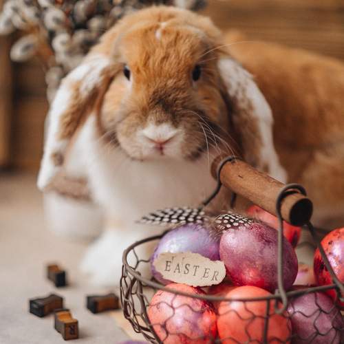 Photo #9372105
