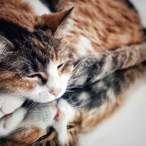 Photo #9372304