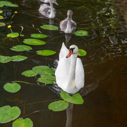 Photo #9374604