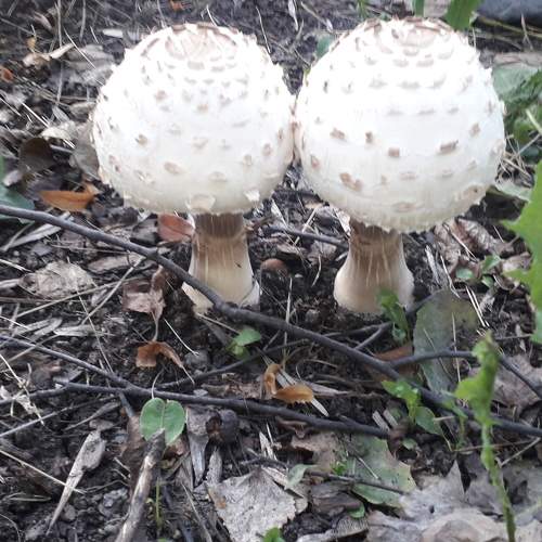 Photo #9375774