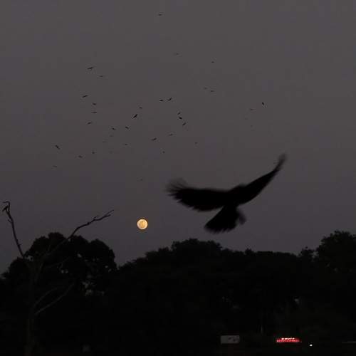 Photo #9382661