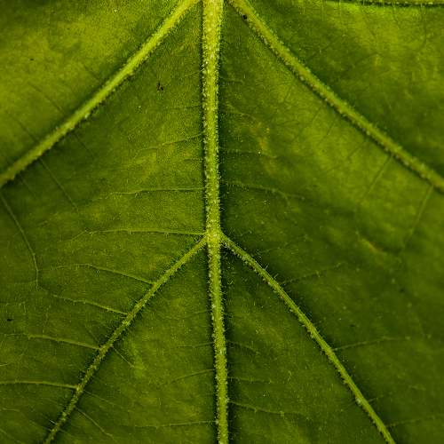 NATURAL SYMMETRY