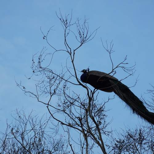 Photo #9387285