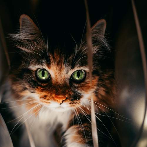 Photo #9387293