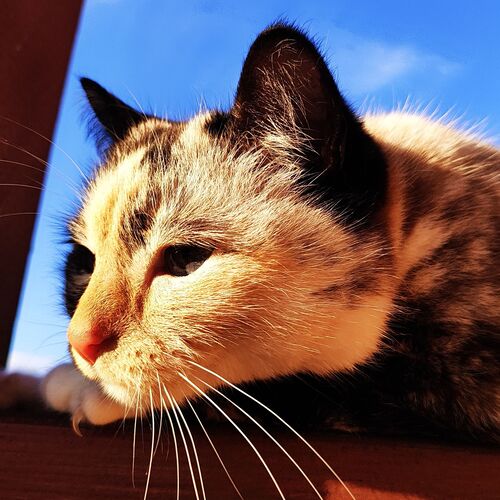 Photo #9389707