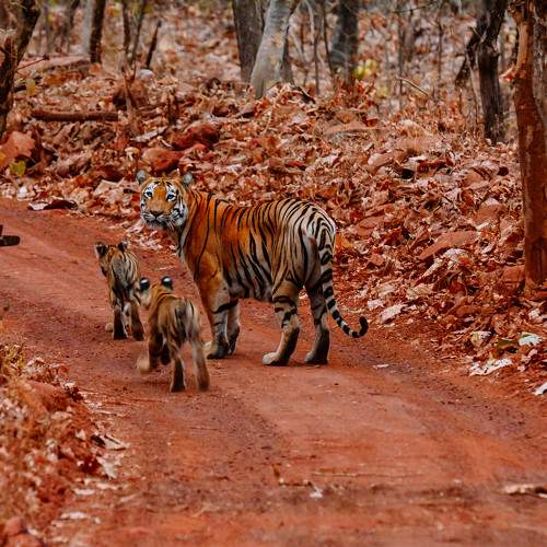 Mother Tigress and Cubs