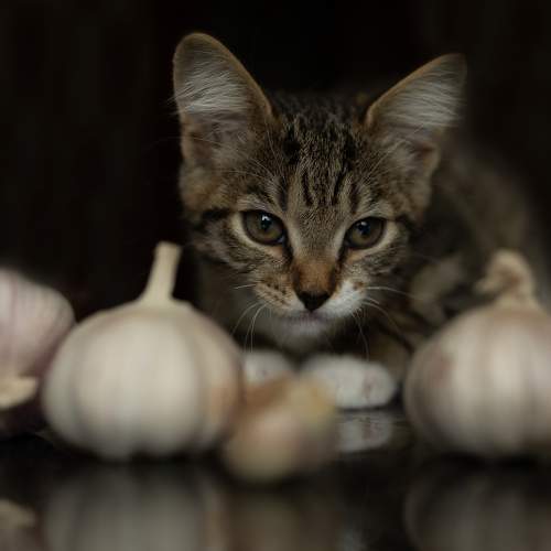 Photo #9393772