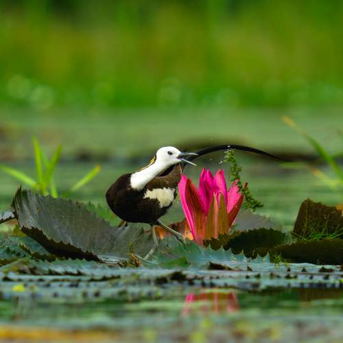 A beautiful bird in a beautiful habitat