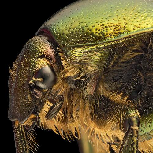 Kruszczyca złotawka (Cetonia aurata)