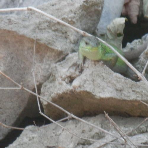 Photo #944325
