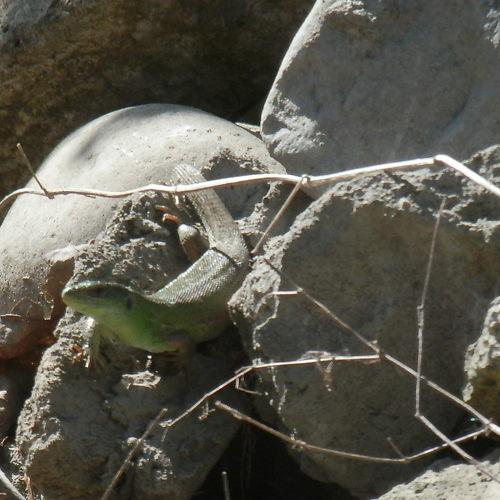 Photo #944326