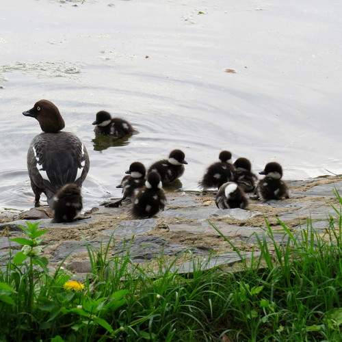 Photo #9402530