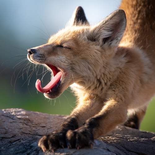 Photo #9403344