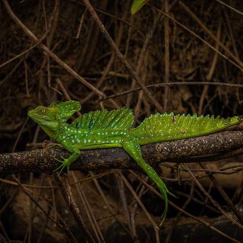 Common Basilisk (Basiliscus basiliscus)