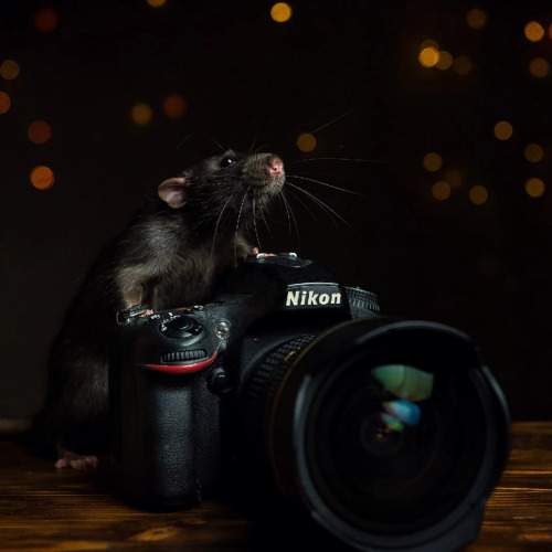 Фотография #9409219