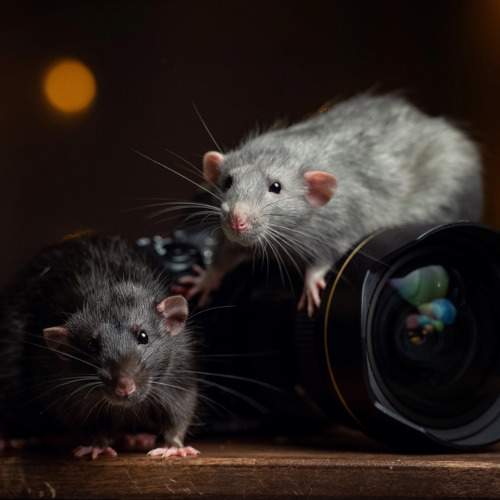 Дизель и Кисель