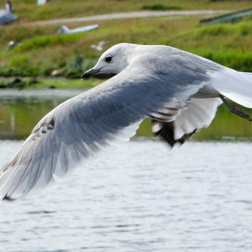Photo #9409507