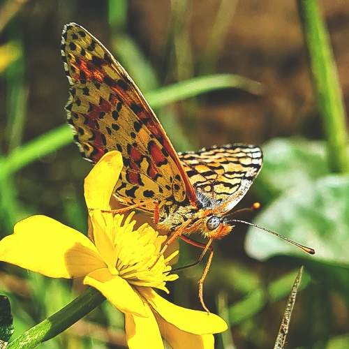 Photo #9410225