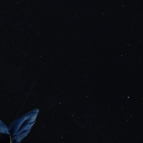 Photo #9410893