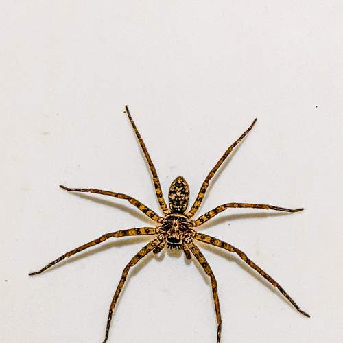 Photo #9411032