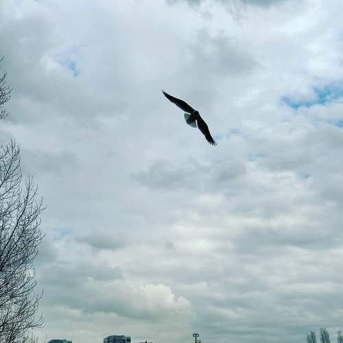 Photo #9411127
