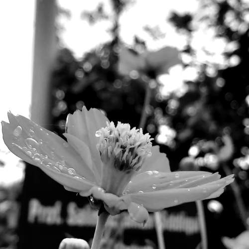 flower black and white