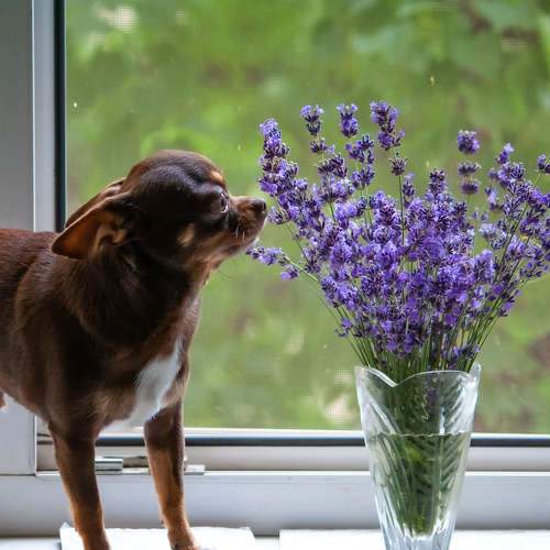 Photo #9411875