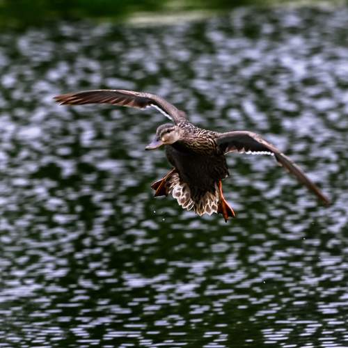 Photo #9412604
